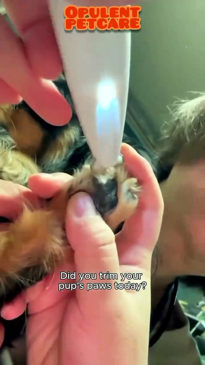 Pet Paw Trimmer with LED Light – Safe, Waterproof Grooming Tool