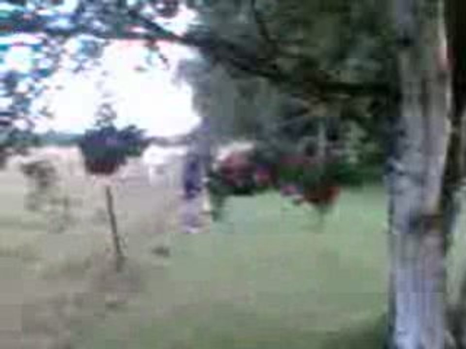 Shoot the cow freestyle 1 !