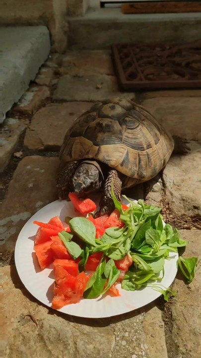 Turtle