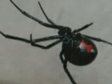 Veuve noire - Latrodectus