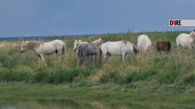 Argenta e Boscoforte, tra specchi d'acqua, bonifiche è cavalli allo stato brado
