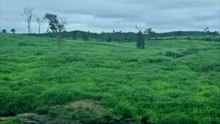 FAZENDA COM 214 ALQUEIRÃO A VENDA CMC
