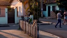 Cachorro e patinho
