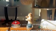 🐾 CHECK OUT OUR PLAYLISTS FOR MORE CATS (FunnyCats)