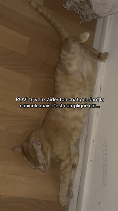 Chat vs canicule