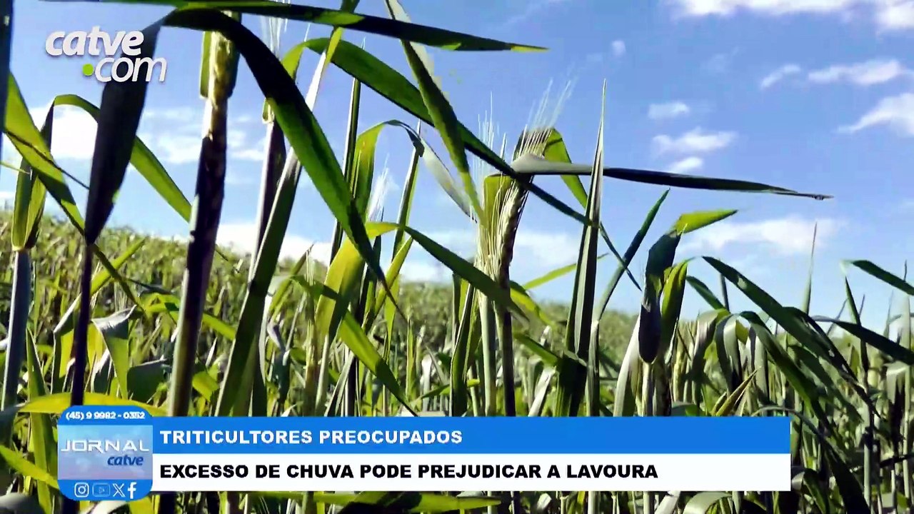 Trigo se desenvolve bem no Oeste do Paraná, mas...