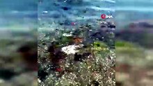 Temas edeni yakıp tahriş ediyor! O ilde zehirli denizanası alarmı