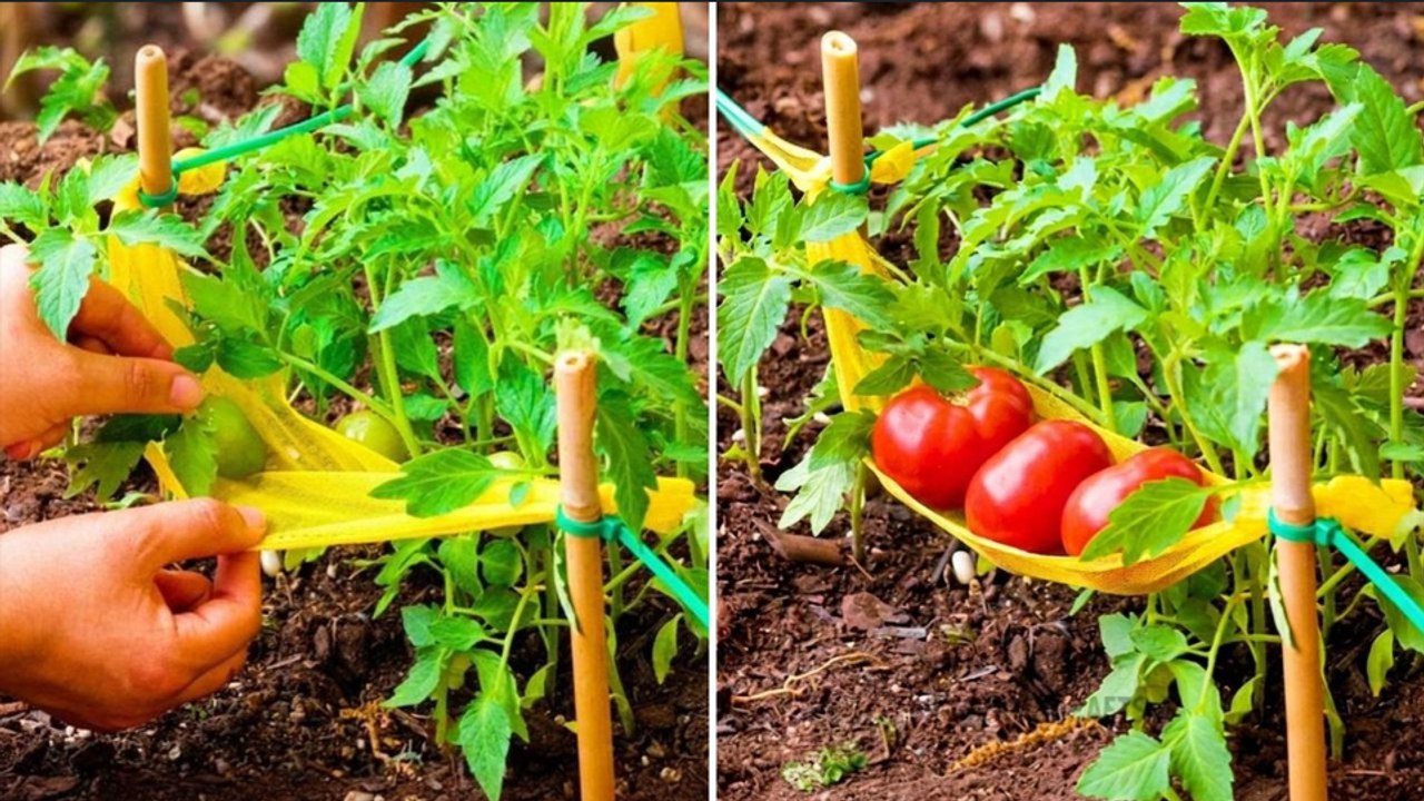 Innovative Watering Ideas for Garden Enthusiasts to Boost Plant Growth