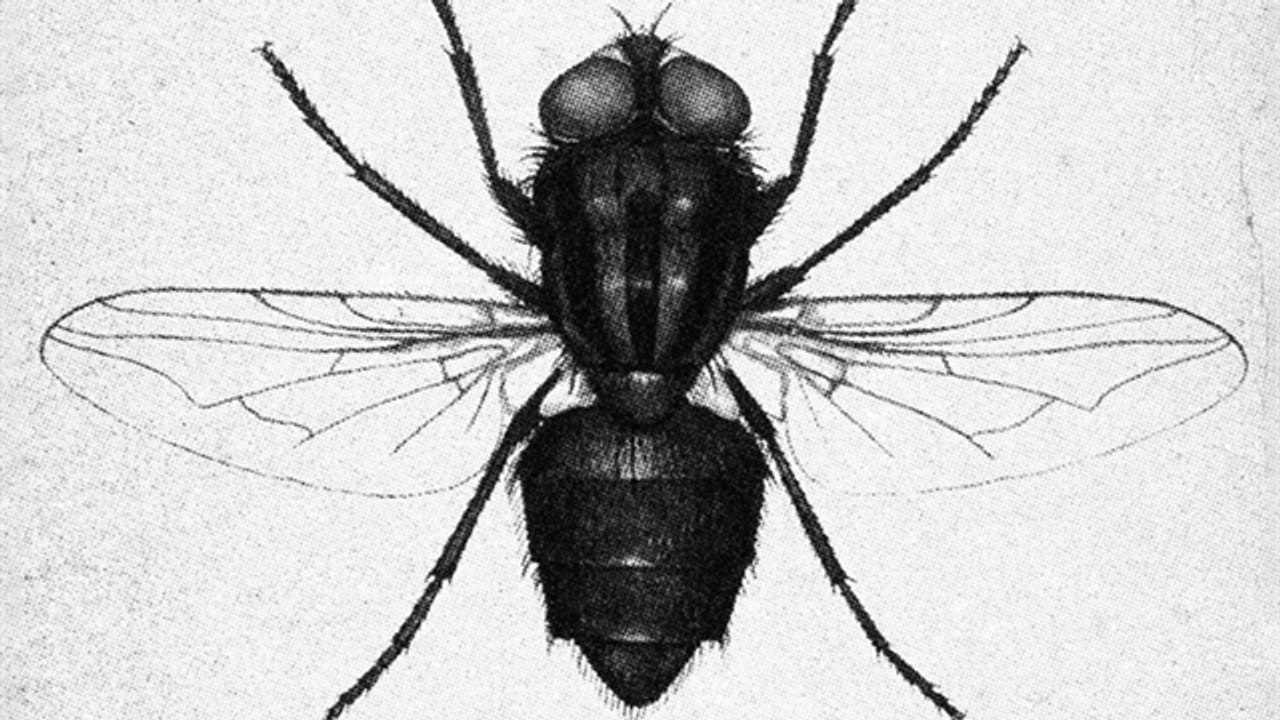 Screwworm's Return to the US Sets up Yearslong Fight