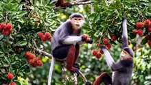 Monyet makan buah rambutan