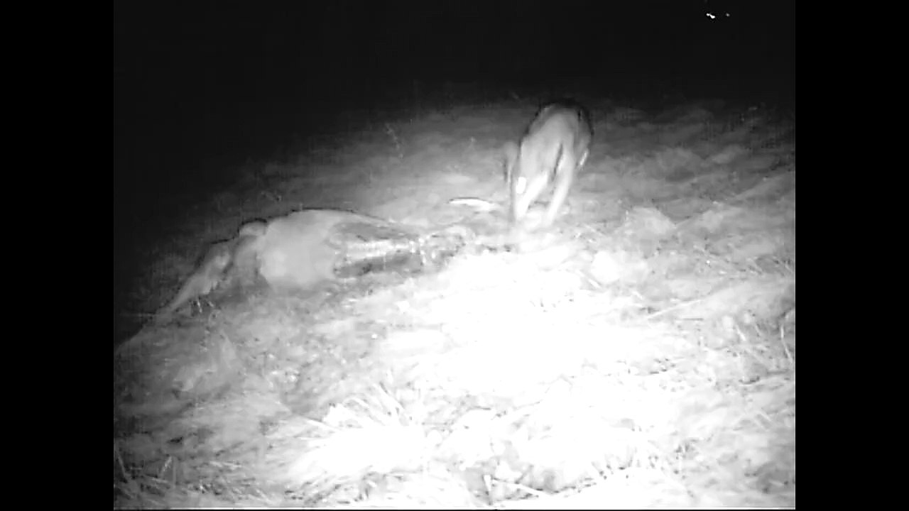 VIDEO | Bergamo, lupi a caccia coi loro 4 piccoli sulle Orobie