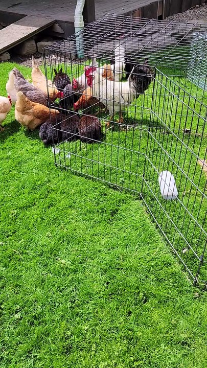 Scootaltoo and Francisco having their own mini freeding frenzy safely barriered from the main one. | #SparklegleamFarm #Chicken #Scootaltoo #Francisco #Bunny #homestead #rabbit #farmanimals #soft #cute