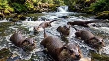 Berang berang menangkap ikan disungai