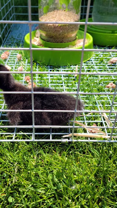 MTM having a good stretch in the sun. | #SparklegleamFarm #MaryTylerMolt #MTM #homestead #ducks #farmanimals #soft #cute