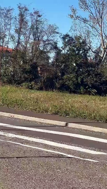 VIDEO | Un lupo a spasso alle porte di Piacenza
