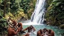 Orang utan mandi diair terjun