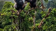 Gorila ngamuk diatas pohon