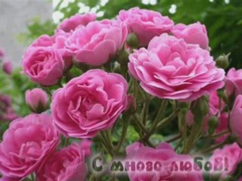 14 причини, да те обичам