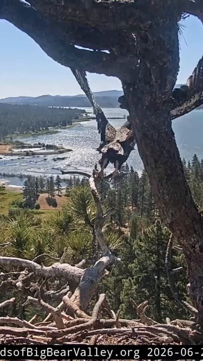 Bald Eagle Chick Soars on Incredible First Flight