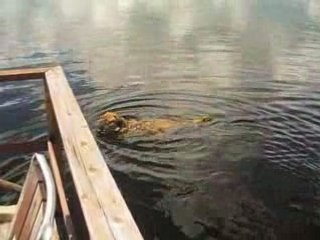 Y a trop de maringuoins, je vais nager
