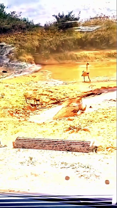 Seconds From Death - Shocking Crocodile Ambush On Warthog Family