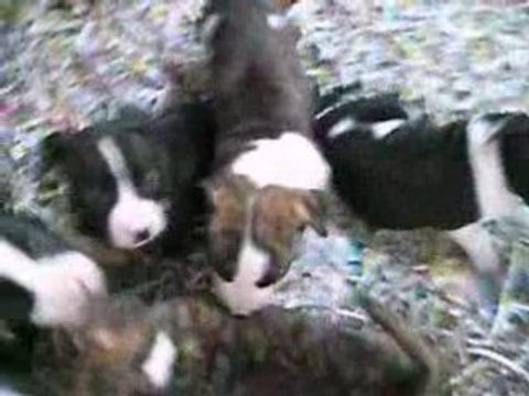 La petite famille au complet à 6 sem en pleine séance jeu