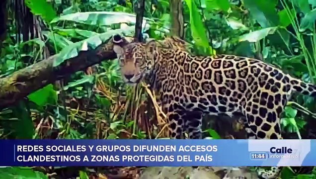 c7-sinac-activa-controles-tras-aumento-de-ingresos-ilegales-a-areas-protegidas-060526 [Full Movie]