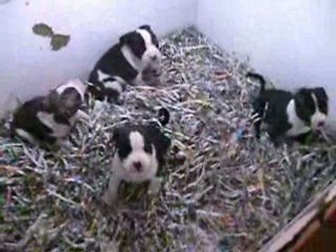 NOUVELLE VIDEO du 28/06/08 des 4 frères à 6 semaines...