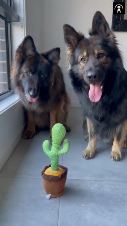 😂😂😂😂funny German Shepherd #funny #cite #fun#dweet#folow me please