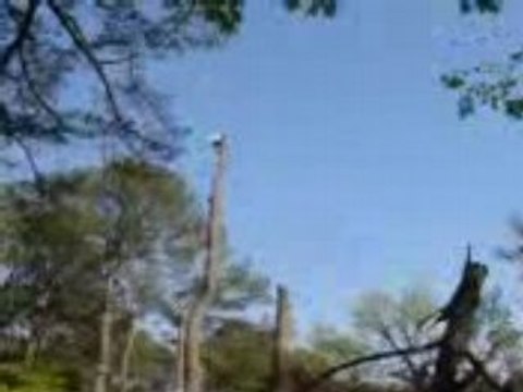 Miscrits Cheats, Guides and Exploits