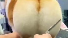 Corgi Secrets They'd NEVER Tell You! 🐕😱 Hilarious Dog Facts That Will Shock You!