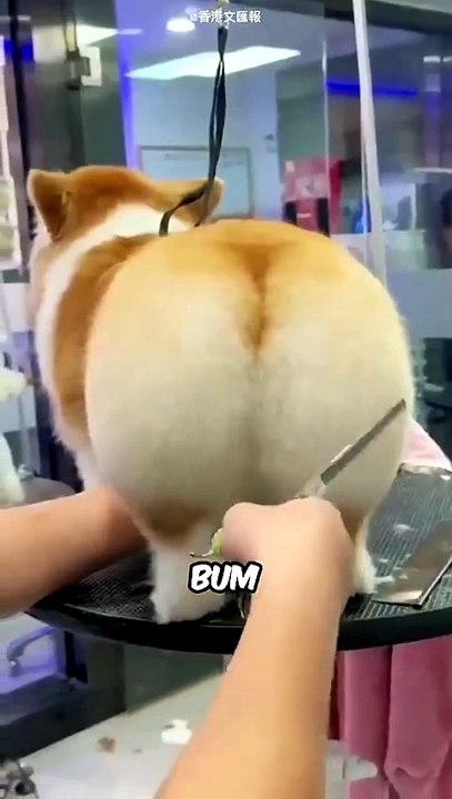 Corgi Secrets They'd NEVER Tell You! 🐕😱 Hilarious Dog Facts That Will Shock You!