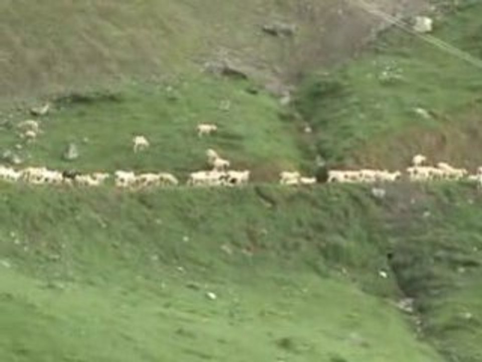 bande de moutons