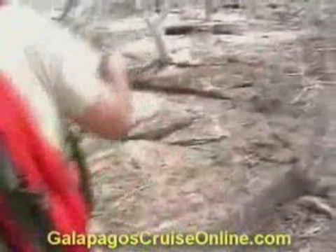 Galapagos Tours and Cruises Videos - Genovesa Island Ecuador