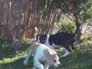 junior et sky la suite