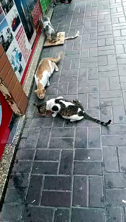 Stray cat 1