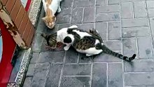 Stray cat 1