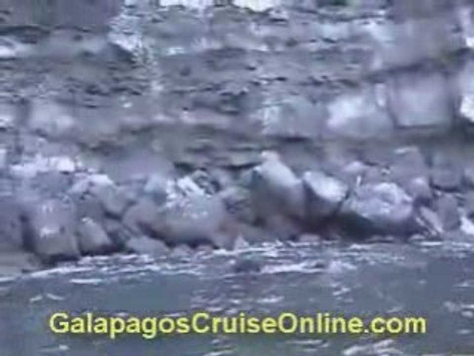Galapagos Tours and Cruises Videos - Wildlife
