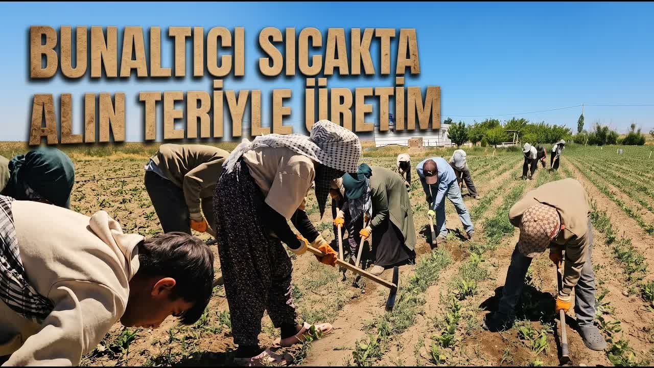 Kavurucu sıcakta Mevsimlik İşçilerin Ekmek Parası Mücadelesi