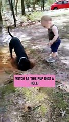 The little boy has a heartwarming moment watching his dog dig a giant hole