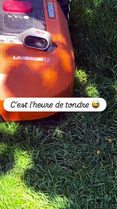 C'est l'heure de tondre 😅.mp4