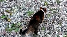 My little guide is leading me home. 😸🐾 #cats #funnycats #catlovers