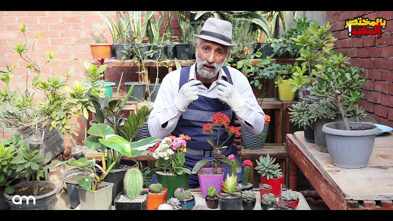 001 - من مكون واحد ： مبيد فطري وقائي وسماد عضوي طبيعي وطارد قوي للحشرات