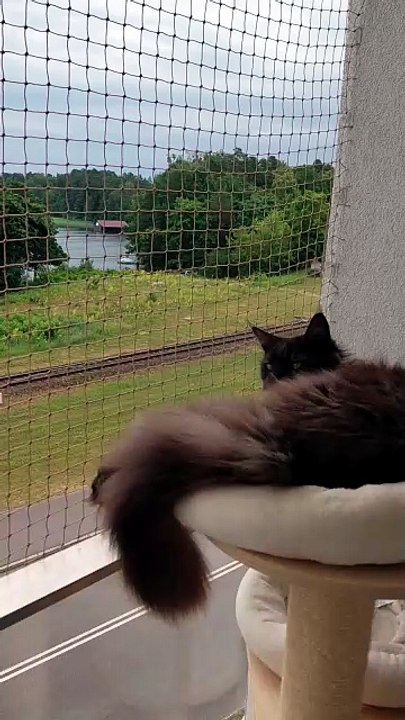 Do you like when it is hot outside? We prefer when it is ... not! :) #cats #funnycats #catlovers
