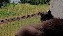 Do you like when it is hot outside? We prefer when it is ... not! :) #cats #funnycats #catlovers