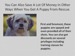 Dog Training CD for The Busy Dog Lover