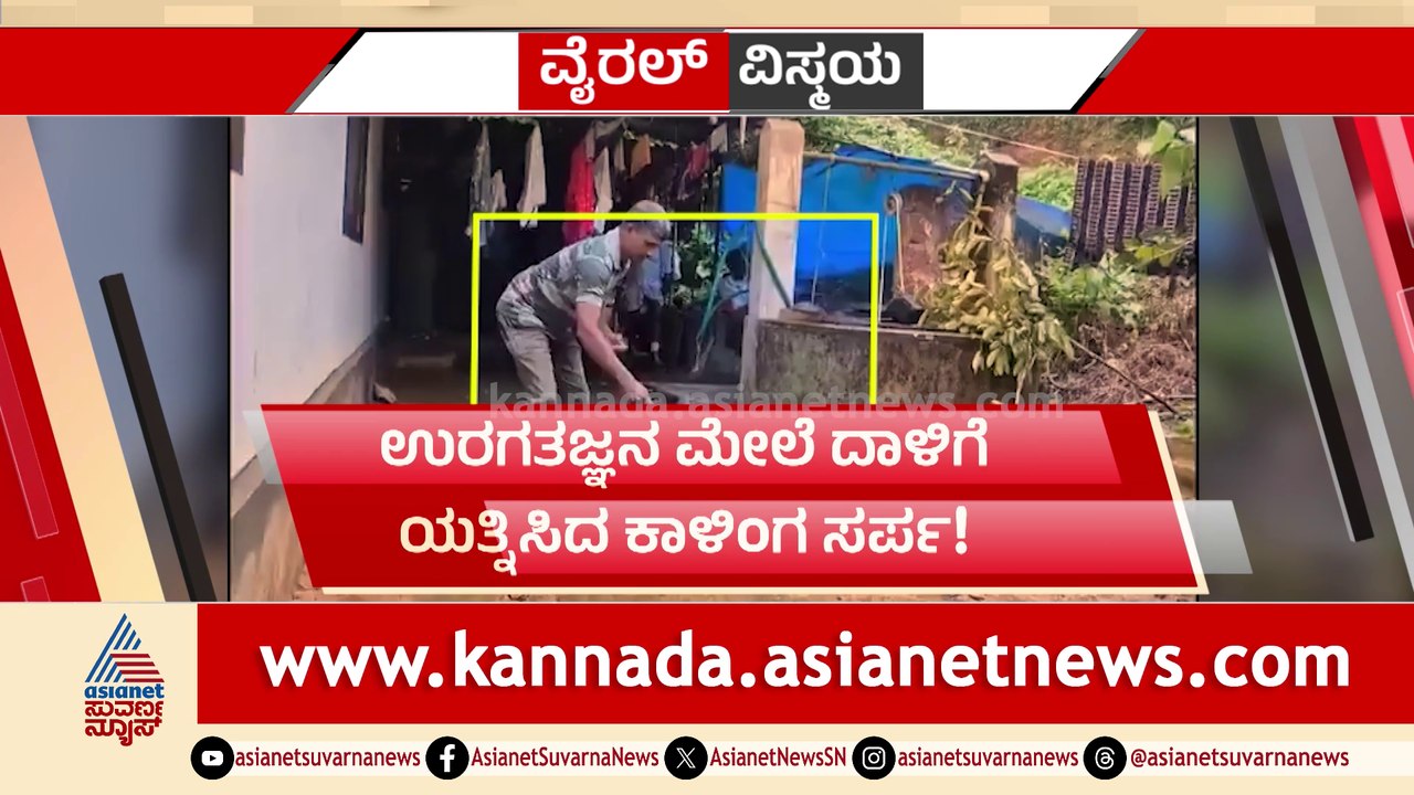 ಕಟ್ಟಿಗೆ ರಾಶಿಯೊಳಗೆ ಅಡಗಿದ್ದ ದೈತ್ಯ ಕಿಂಗ್ ಕೋಬ್ರಾ! ಕಟ್ಟಿಗೆ ತರಲು ಹೋದವರು ಕಾಳಿಂಗನನ್ನು ನೋಡಿ ಬೆಚ್ಚಿ ಬಿದ್ರು!