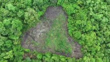 Ladang Ganja Seluas 2,5 Hektar Ditemukan di Aceh Besar