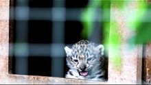 Snow leopard cubs
