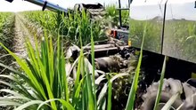 sugar production process